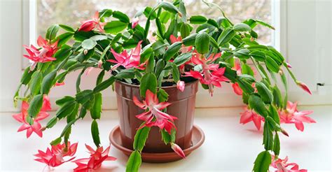 When and how to repot a christmas cactus