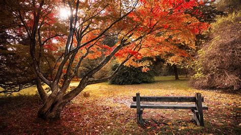 Maple Trees 4k Wallpaper Autumn Leaves Wooden Bench Beautiful