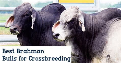 Best Brahman Bulls For Crossbreeding Br Cutrer Inc