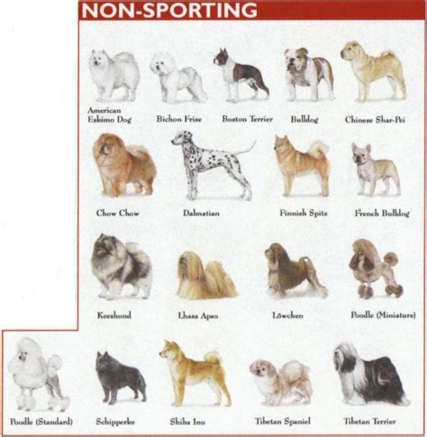 What Dogs Are In The Non Sporting Group