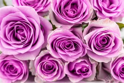 Rose Bunch Purple Flowers Photo Background And Picture For Free Download Pngtree