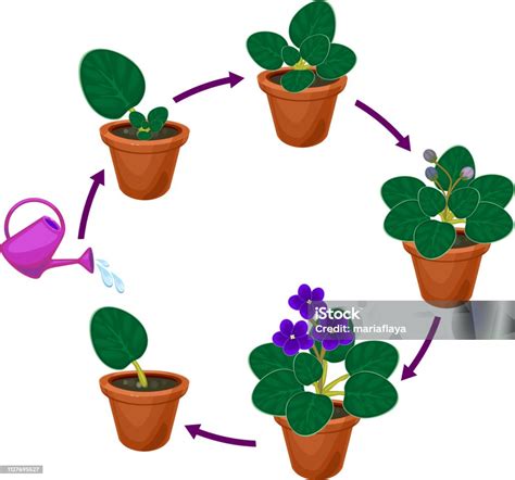 Stages Of Vegetative Reproduction Of African Violets Sequence Of Stages