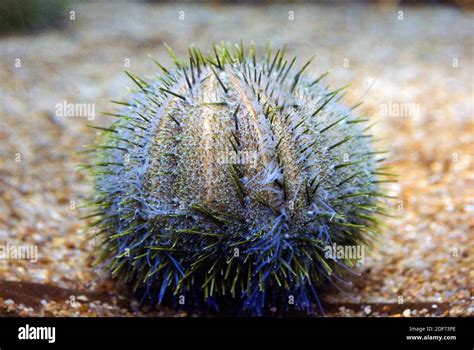 European Edible Sea Urchin Echinus Esculentus Is A Sea Urchin Native