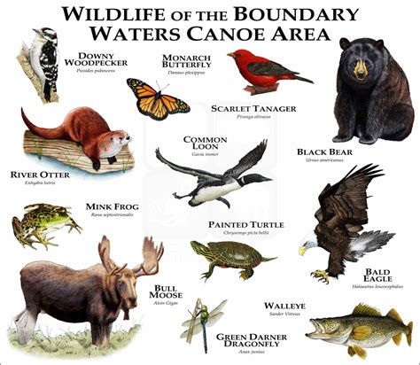 Wildlife of the Canadian Shield Poster Print - inkart