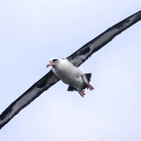 Hawaiʻi Birding Trails Laysan Albatross