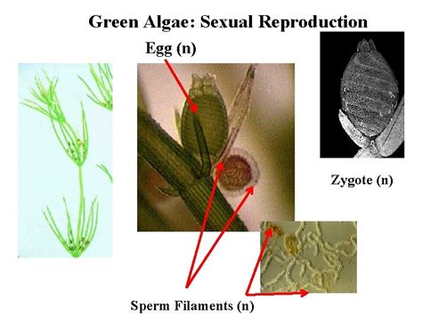 Green Algae Chlorophytes Green Algae Diversity I Chlorella