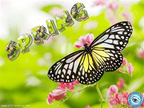 44 Spring Butterfly Wallpaper Desktop On Wallpapersafari