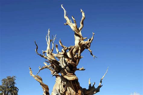 Californias Methuselah Could Lose Its Title As Worlds Oldest Living