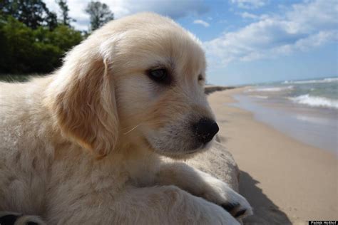 Adults mature to 10 to 30 lbs. Puppy's First Visit To The Beach Will Make All Other Dog Photos Out There Irrelevant | HuffPost