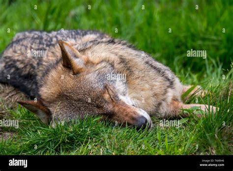 Gray wolf dead hi-res stock photography and images - Alamy