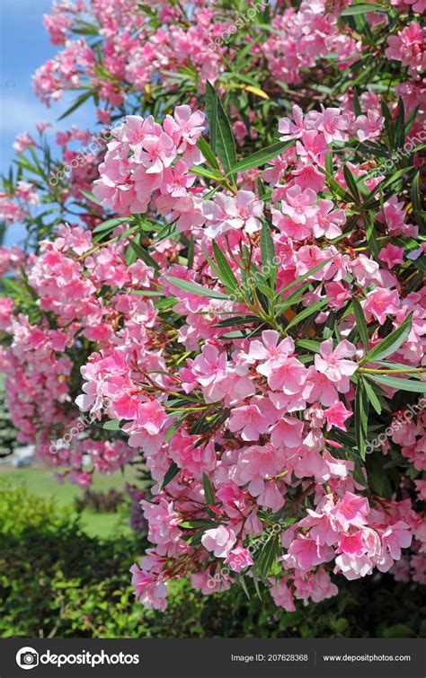 Nerium Oleander Pink Oleander Flowers Blue Sky Background — Stock Photo