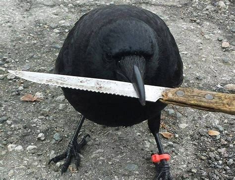 Canuck The Crows Attacks Halt Vancouver Mail Delivery Bbc News