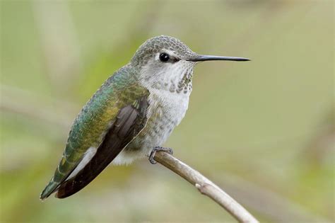 Green Hummingbird Photograph By Mark Hryciw Pixels