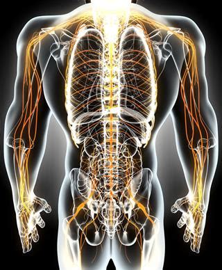 The nervous system consists of the central and the peripheral nervous system. Human Nervous System Structure and Functions Explained ...