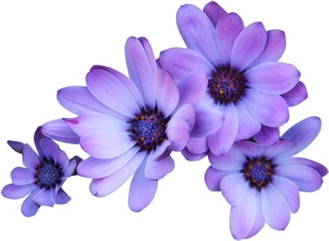 Download Purple Flowers Transparent Background Full Size Png Image