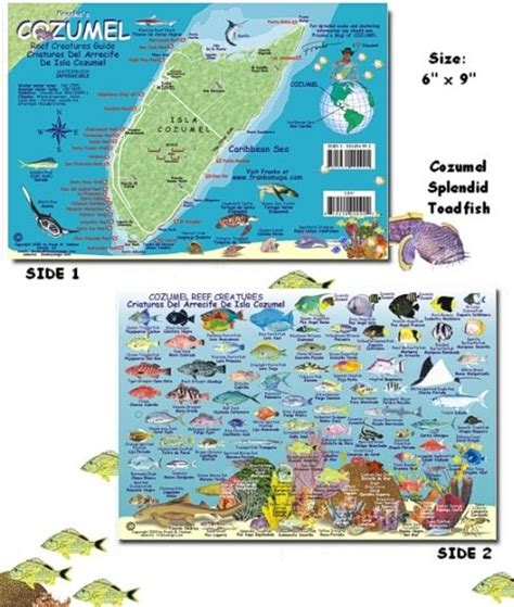 Introducir 53 Imagen Cozumel Fish Identification Chart Abzlocalmx