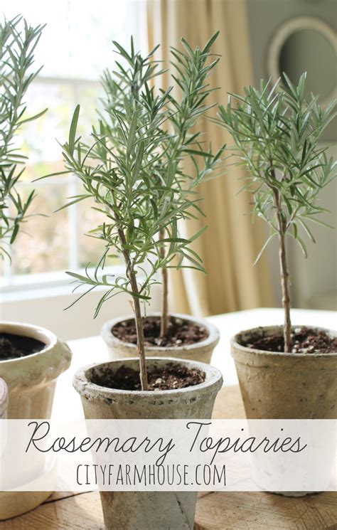Diy Rosemary Topiaries Tips To Save City Farmhouse Garden And Yard