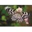 Exotic Butterflies At Al Noor Island  Trending Dubai