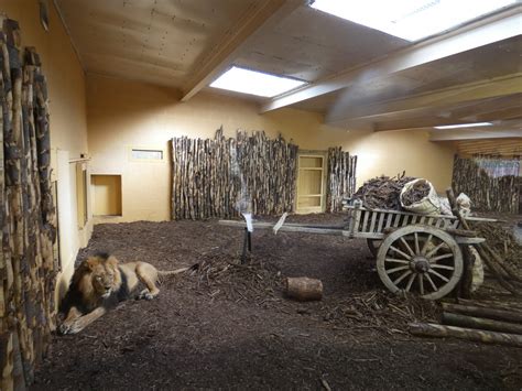 Asian Lion Indoor Enclosure Zoochat