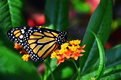 Spgg Mariposa Monarca