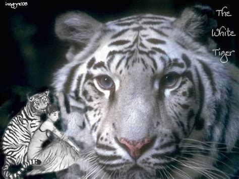 Tigers The Animal Kingdom Wallpaper 13288037 Fanpop