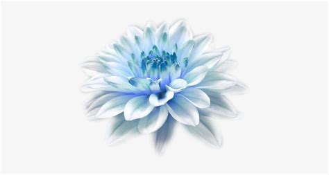 100+ vectors, stock photos & psd files. Light Blue Flower Png - Butterfly Hovering Over A Flower ...