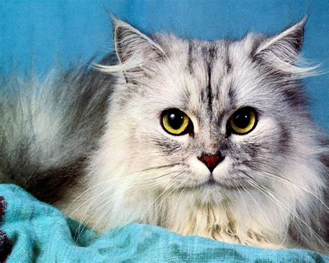 Самые красивые породы кошек (101 фото) | ЗооБлог