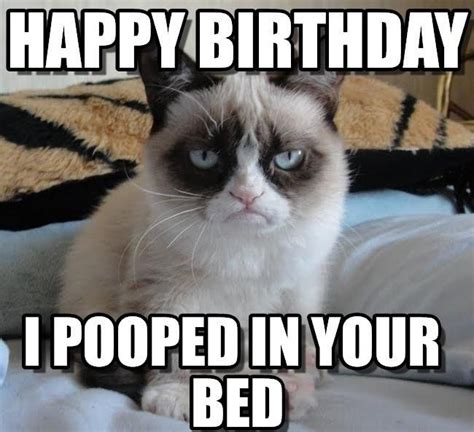 Grumpy Cat Quotes Funny Grumpy Cat Memes Cat Jokes Funny Animal