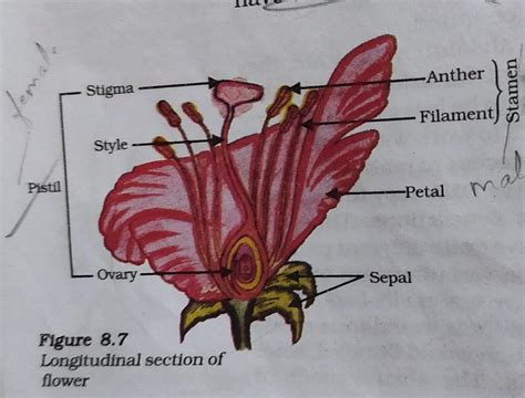 A Neat Labelled Diagram Of Bisexual Flowers