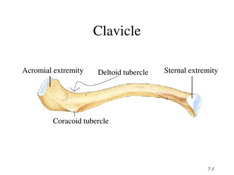 Ppt Clavicle Powerpoint Presentation Free Download Id2402581