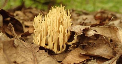 Springfield Plateau Fungi Finds
