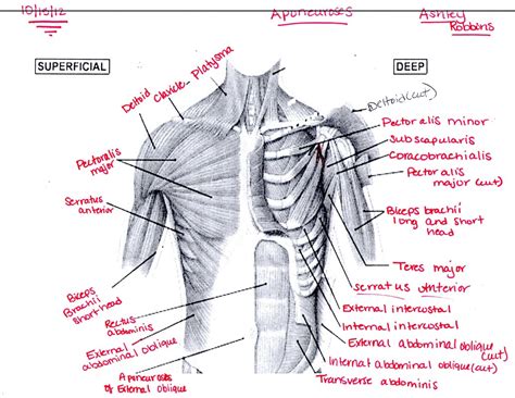 Chest Muscles Anatomy Chest Muscles Diagram Shoulder