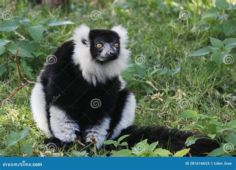 Lemurs Are Primates Belonging To The Suborder Strepsirrhini Like Other