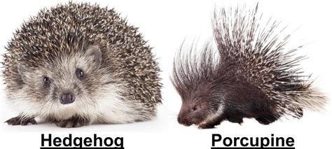 A hedgehog rolls itself into a ball when the porcupine can't do this; hedgehog vs porcupine - Bird Watching HQ