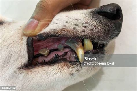 The Signs Of Dental Disease In Pets Periodontitis Is A Bacteria That