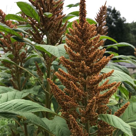 Golden Giant Amaranth Hudson Valley Seed Company