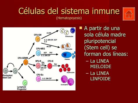 Celulas Del Sistema Inmune