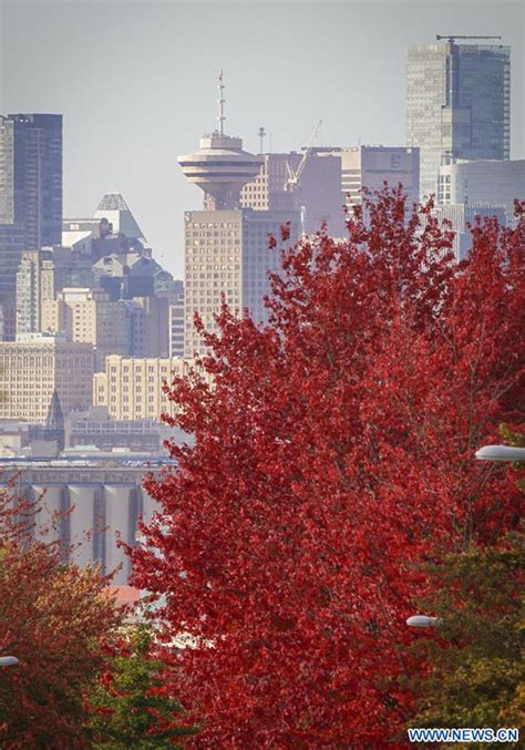 Colourful Autumn Foliage Seen In Vancouver Global Times