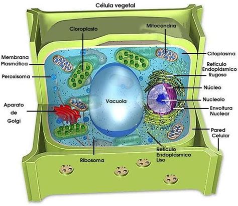 La Celula Vegetal La Celula Vegetal