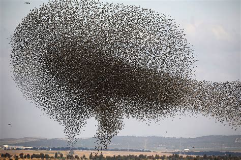 “shape Shifting Birds” Photographer Captures Stunning Photos Of The