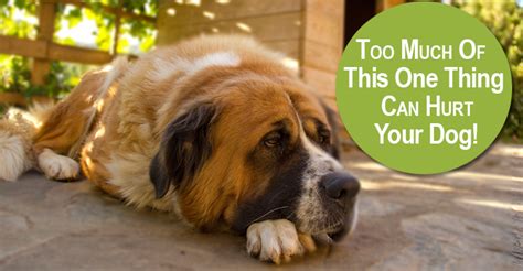 Primary vaccination is essential in order to prevent the once common puppy diseases that caused high levels of fatality from returning. What You Need To Know About Distemper Shots For Dogs