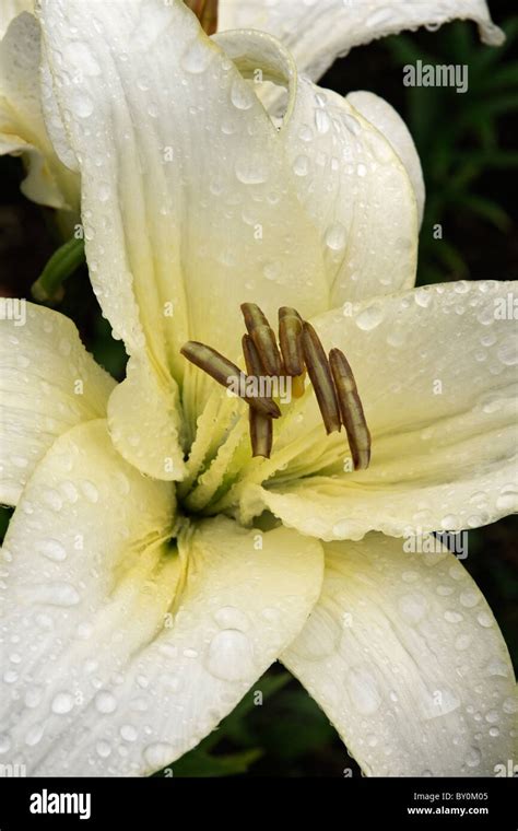 Lily Flower Lilium Sp Hybrid Form Stock Photo Alamy