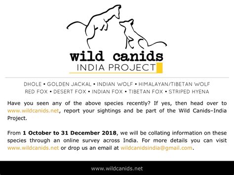 The Wild Canids India Project Nature Infocus