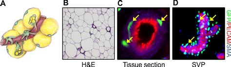 The Developmental Origins Of Adipose Tissue Development The Company