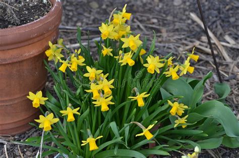 Small Bunch Of Yellow Daffodils Stock Image Image Of Daffodils