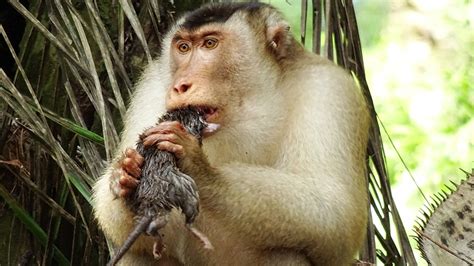 Greedy Killer Monkeys Found Eating Large Rats In Malaysia Leaving