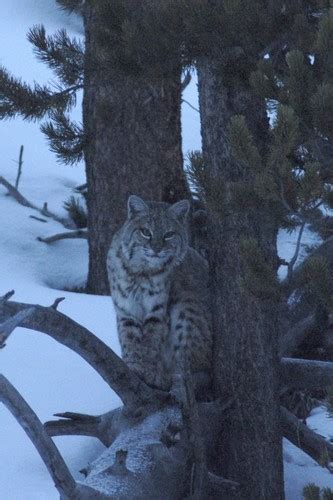 Yellowstone Expeditions Winter Wildlife Photo Album