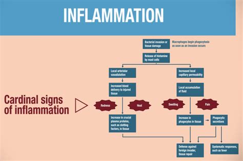 Inflammation Flowchart Medical School Studying Inflammation Immunology