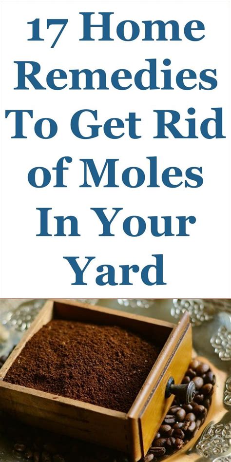 17 Home Remedies To Get Rid Of Moles In Your Yard Fast This Guide