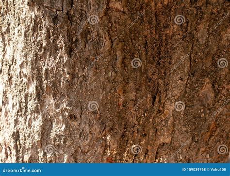 The Texture Of The Tree Bark The Bark Is Brown Stock Photo Image Of